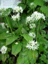 Baerlauch - Allium ursinum * 1005 x 1341 * (425KB)
